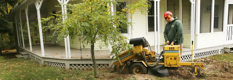 Stump grinding in tight quarters. 